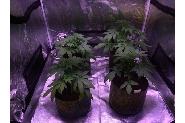 Blue Dream (Zamnesia Seeds) feminizada Blue Dream (Zamnesia Seeds) feminizada