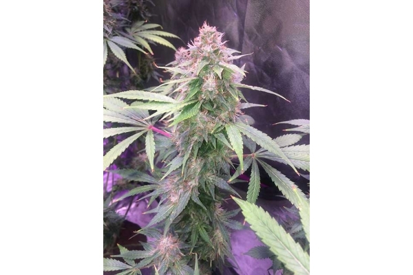 Blue Dream (Zamnesia Seeds) feminizada Blue Dream (Zamnesia Seeds) feminizada