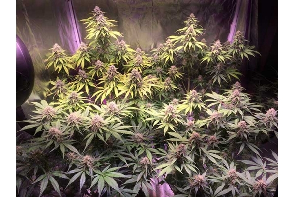 Blue Dream (Zamnesia Seeds) feminizada Blue Dream (Zamnesia Seeds) feminizada