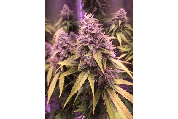 Blue Dream (Zamnesia Seeds) feminizada Blue Dream (Zamnesia Seeds) feminizada