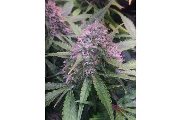 Blue Dream (Zamnesia Seeds) feminizada Blue Dream (Zamnesia Seeds) feminizada