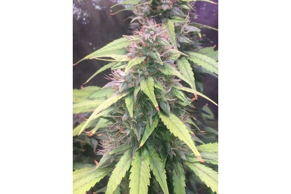Blue Dream (Zamnesia Seeds) feminizada Blue Dream (Zamnesia Seeds) feminizada
