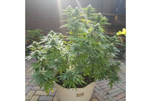 Blue Dream (Zamnesia Seeds) feminizada Blue Dream (Zamnesia Seeds) feminizada