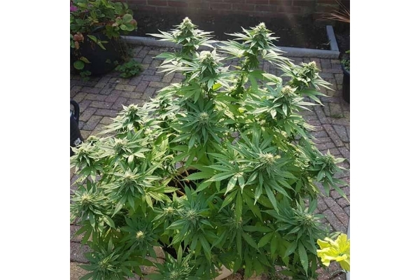 Blue Dream (Zamnesia Seeds) feminizada Blue Dream (Zamnesia Seeds) feminizada