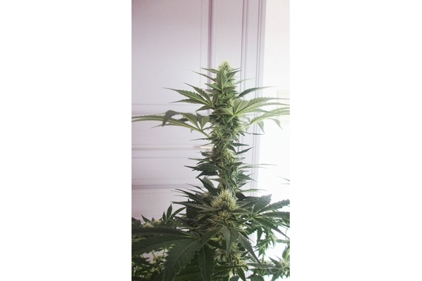 Blue Dream (Zamnesia Seeds) feminizada Blue Dream (Zamnesia Seeds) feminizada