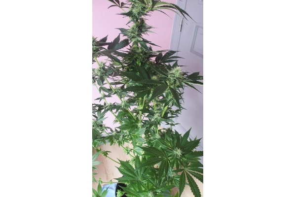 Blue Dream (Zamnesia Seeds) feminizada Blue Dream (Zamnesia Seeds) feminizada