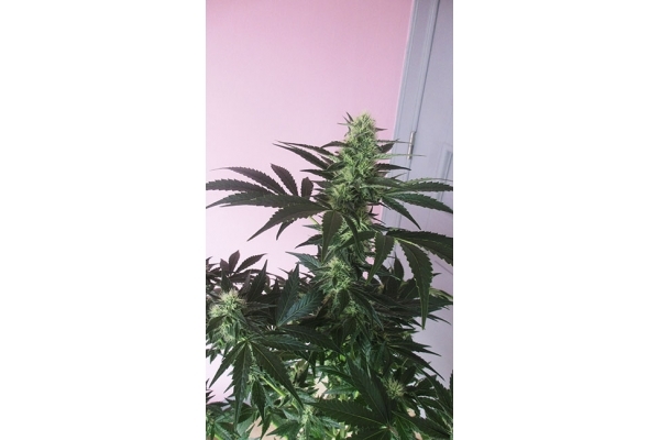 Blue Dream (Zamnesia Seeds) feminizada Blue Dream (Zamnesia Seeds) feminizada