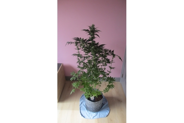 Blue Dream (Zamnesia Seeds) feminizada Blue Dream (Zamnesia Seeds) feminizada