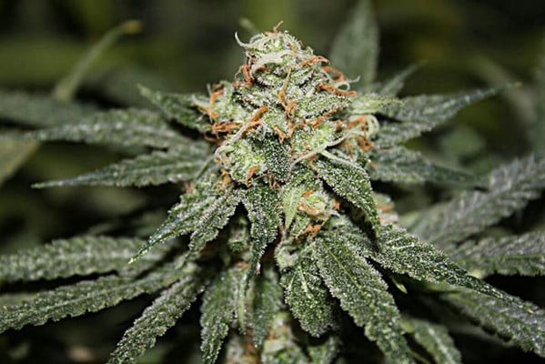 Blue Dream (Zamnesia Seeds) feminizada Blue Dream (Zamnesia Seeds) feminizada