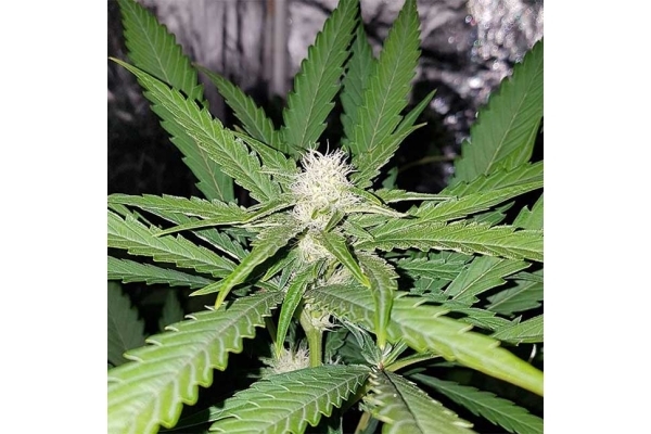 Northern Lights (Zamnesia Seeds) feminizada Northern Lights (Zamnesia Seeds) feminizada