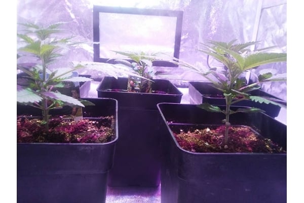 Critical (Zamnesia Seeds) feminizada Critical (Zamnesia Seeds) feminizada