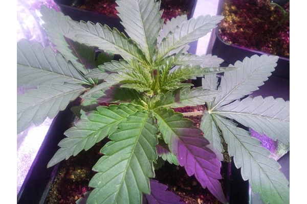 Critical (Zamnesia Seeds) feminizada Critical (Zamnesia Seeds) feminizada