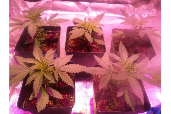 Critical (Zamnesia Seeds) feminizada Critical (Zamnesia Seeds) feminizada