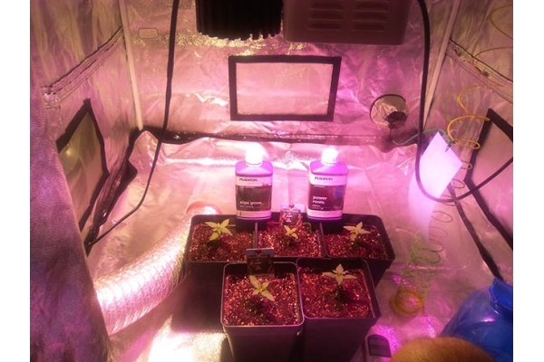Critical (Zamnesia Seeds) feminizada Critical (Zamnesia Seeds) feminizada