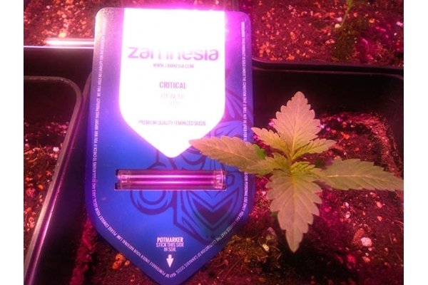 Critical (Zamnesia Seeds) feminizada Critical (Zamnesia Seeds) feminizada