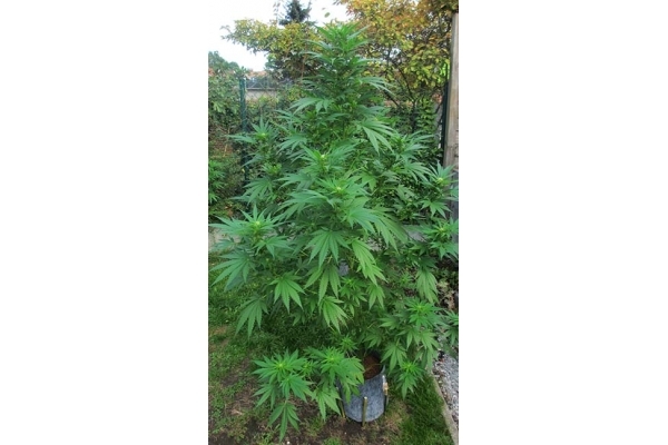 Critical (Zamnesia Seeds) feminizada Critical (Zamnesia Seeds) feminizada