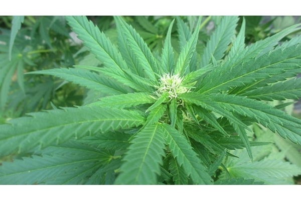 Critical (Zamnesia Seeds) feminizada Critical (Zamnesia Seeds) feminizada