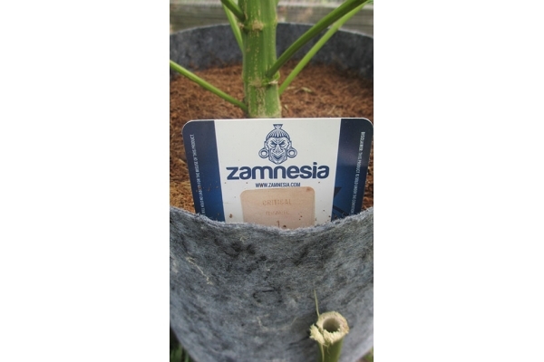 Critical (Zamnesia Seeds) feminizada Critical (Zamnesia Seeds) feminizada