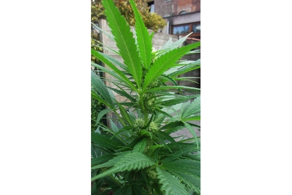 Critical (Zamnesia Seeds) feminizada Critical (Zamnesia Seeds) feminizada