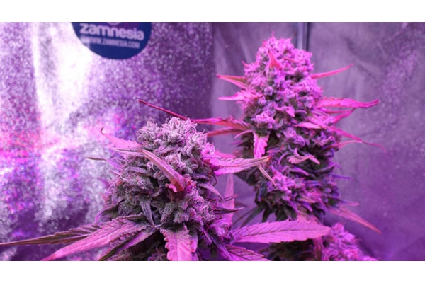OG Kush (Zamnesia Seeds) feminizada