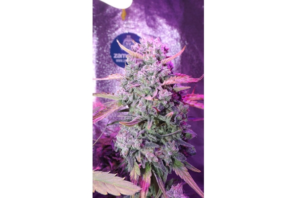 OG Kush (Zamnesia Seeds) feminizada