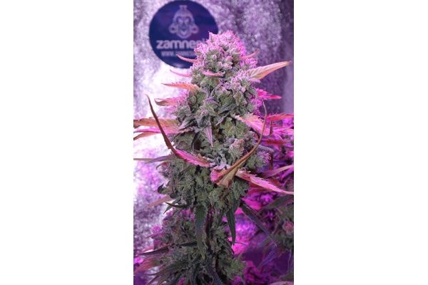 OG Kush (Zamnesia Seeds) feminizada