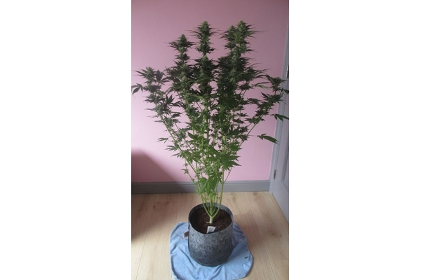 White Widow (Zamnesia Seeds) feminizada