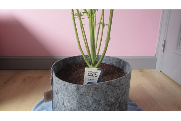 White Widow (Zamnesia Seeds) feminizada