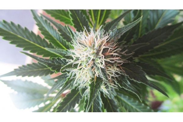 White Widow (Zamnesia Seeds) feminizada