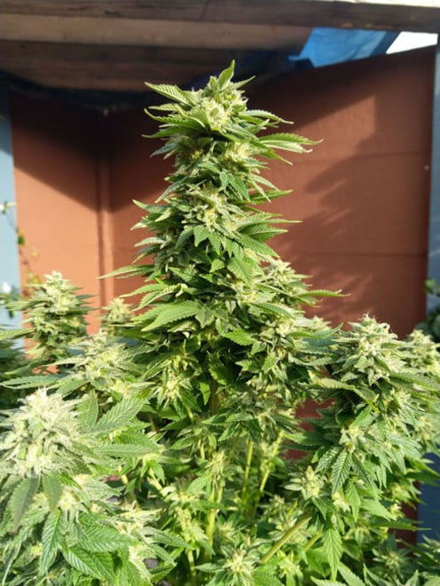 White Widow (Zamnesia Seeds) feminizada