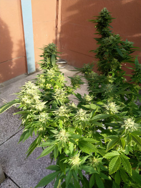 White Widow (Zamnesia Seeds) feminizada