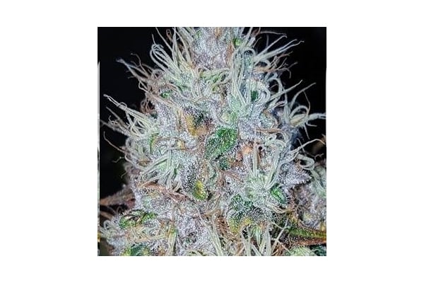 Monster Bud Kush (Zamnesia Seeds) feminizada Monster Bud Kush (Zamnesia Seeds) feminizada