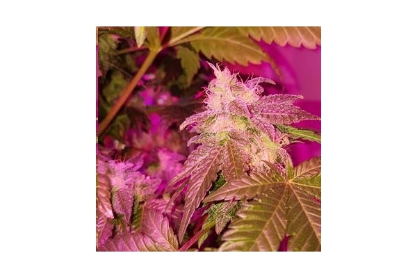 Monster Bud Kush (Zamnesia Seeds) feminizada Monster Bud Kush (Zamnesia Seeds) feminizada
