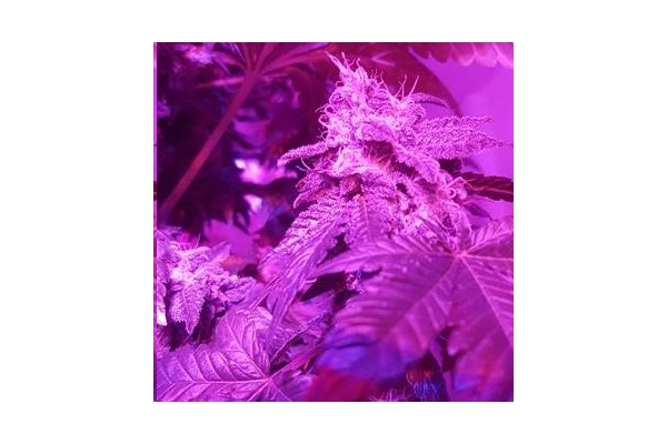 Monster Bud Kush (Zamnesia Seeds) feminizada Monster Bud Kush (Zamnesia Seeds) feminizada