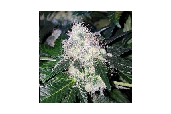 Monster Bud Kush (Zamnesia Seeds) feminizada Monster Bud Kush (Zamnesia Seeds) feminizada