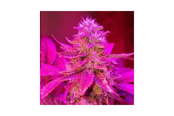 Monster Bud Kush (Zamnesia Seeds) feminizada Monster Bud Kush (Zamnesia Seeds) feminizada