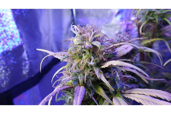 Monster Bud Kush (Zamnesia Seeds) feminizada Monster Bud Kush (Zamnesia Seeds) feminizada