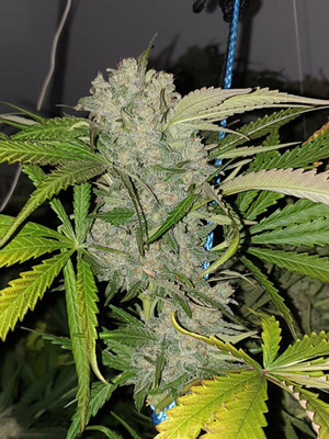 Monster Bud Kush (Zamnesia Seeds) feminizada Monster Bud Kush (Zamnesia Seeds) feminizada