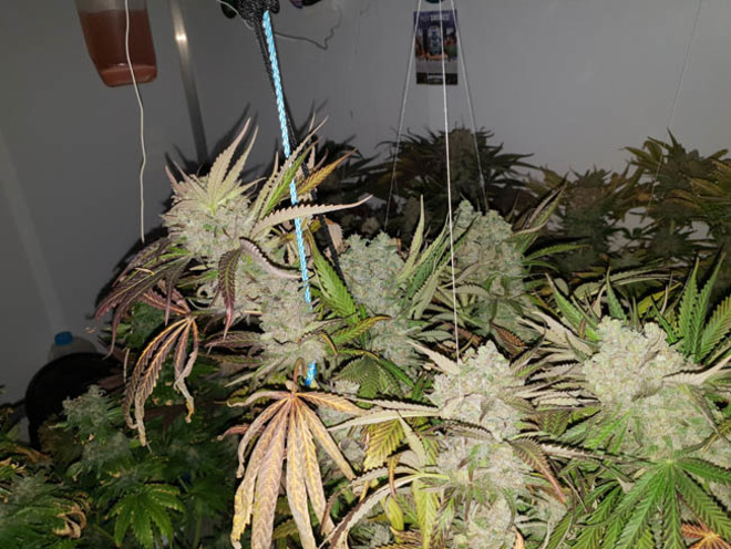 Monster Bud Kush (Zamnesia Seeds) feminizada Monster Bud Kush (Zamnesia Seeds) feminizada