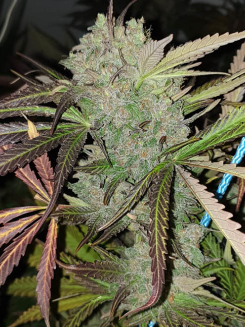 Monster Bud Kush (Zamnesia Seeds) feminizada Monster Bud Kush (Zamnesia Seeds) feminizada