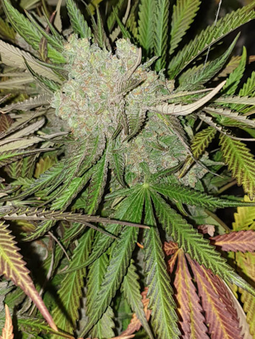 Monster Bud Kush (Zamnesia Seeds) feminizada Monster Bud Kush (Zamnesia Seeds) feminizada