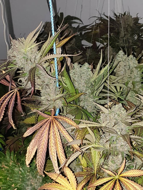 Monster Bud Kush (Zamnesia Seeds) feminizada Monster Bud Kush (Zamnesia Seeds) feminizada