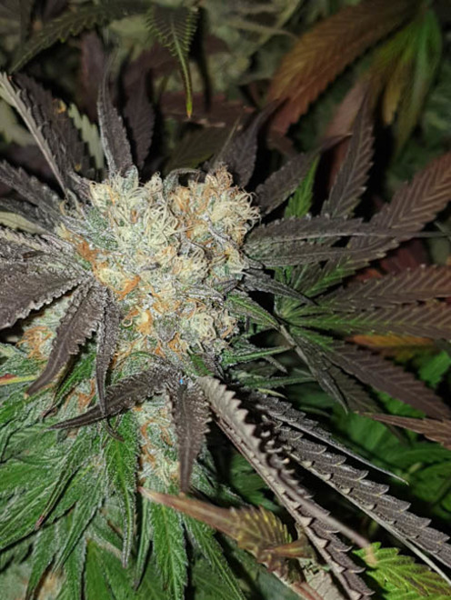 Monster Bud Kush (Zamnesia Seeds) feminizada Monster Bud Kush (Zamnesia Seeds) feminizada