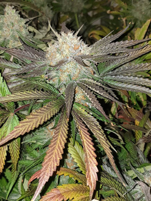 Monster Bud Kush (Zamnesia Seeds) feminizada Monster Bud Kush (Zamnesia Seeds) feminizada