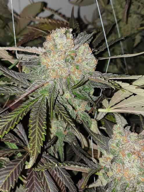 Monster Bud Kush (Zamnesia Seeds) feminizada Monster Bud Kush (Zamnesia Seeds) feminizada