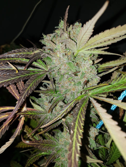 Monster Bud Kush (Zamnesia Seeds) feminizada Monster Bud Kush (Zamnesia Seeds) feminizada