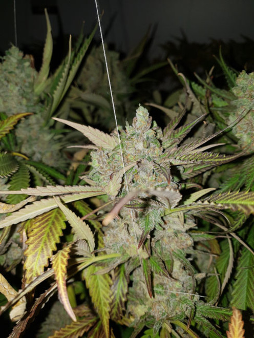 Monster Bud Kush (Zamnesia Seeds) feminizada Monster Bud Kush (Zamnesia Seeds) feminizada