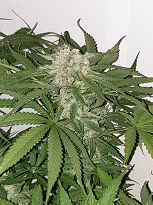 Quick Caramel XL (Zamnesia Seeds) feminizada Quick Caramel XL (Zamnesia Seeds) feminizada