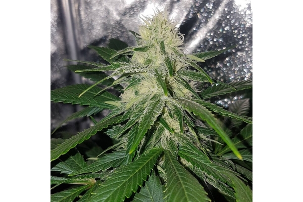Choco Haze (Zamnesia Seeds) feminizada Choco Haze (Zamnesia Seeds) feminizada