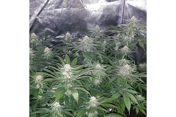Choco Haze (Zamnesia Seeds) feminizada Choco Haze (Zamnesia Seeds) feminizada